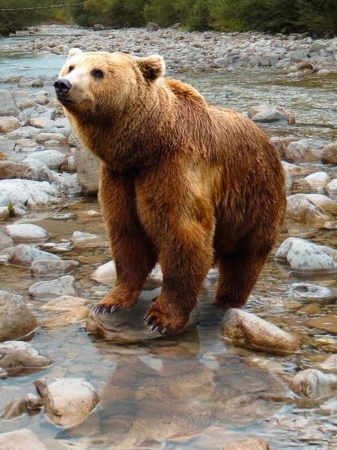 bear-1376361_960_720