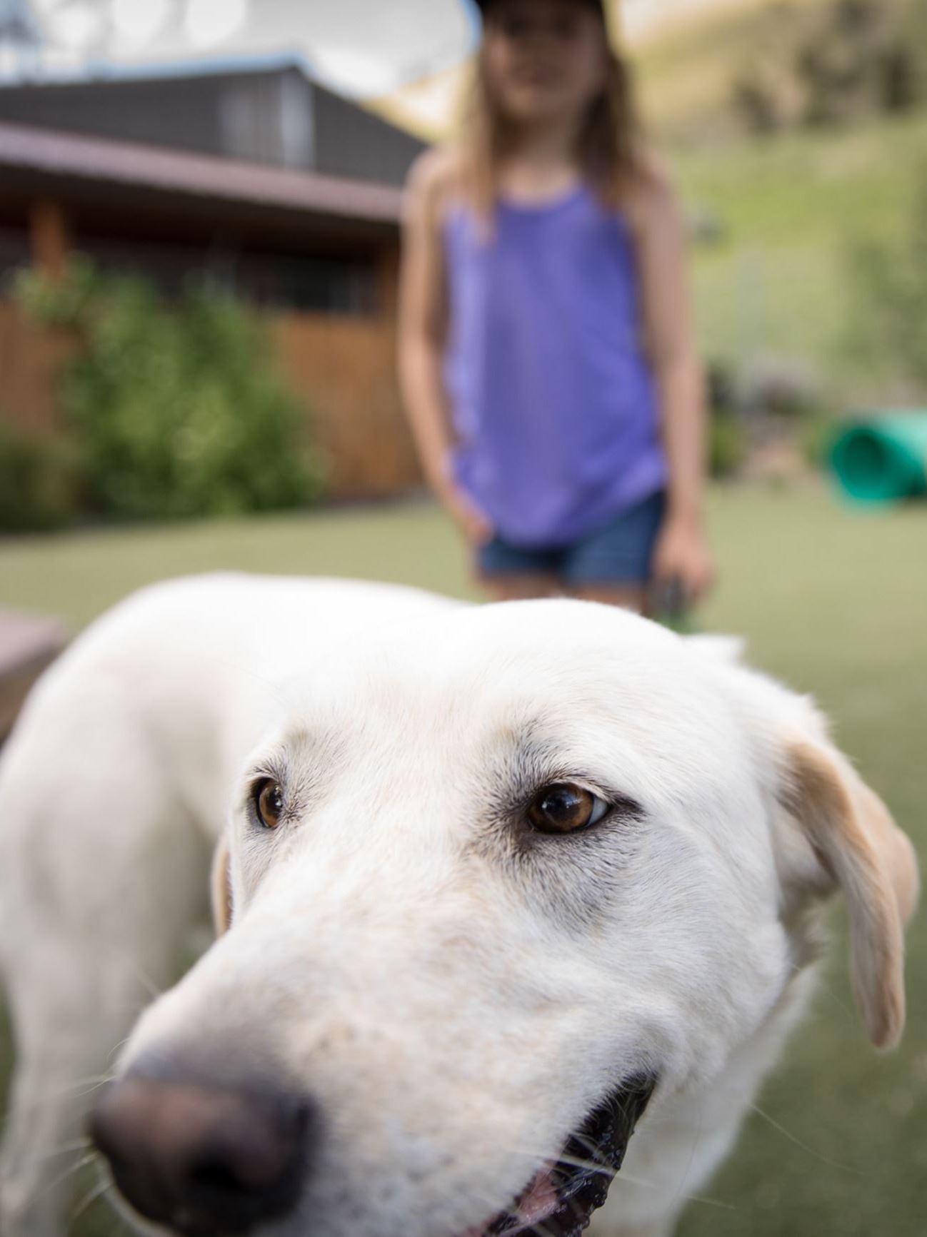 Animal Shelter Dog close child far