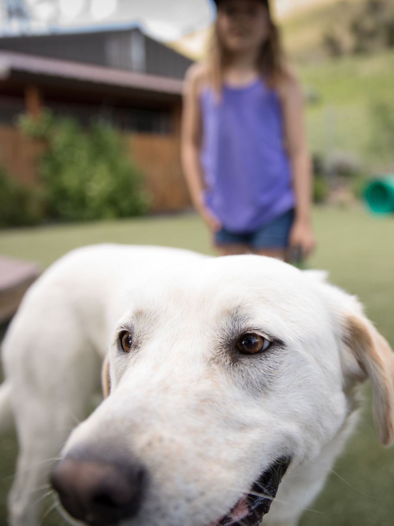Animal Shelter Dog close child far