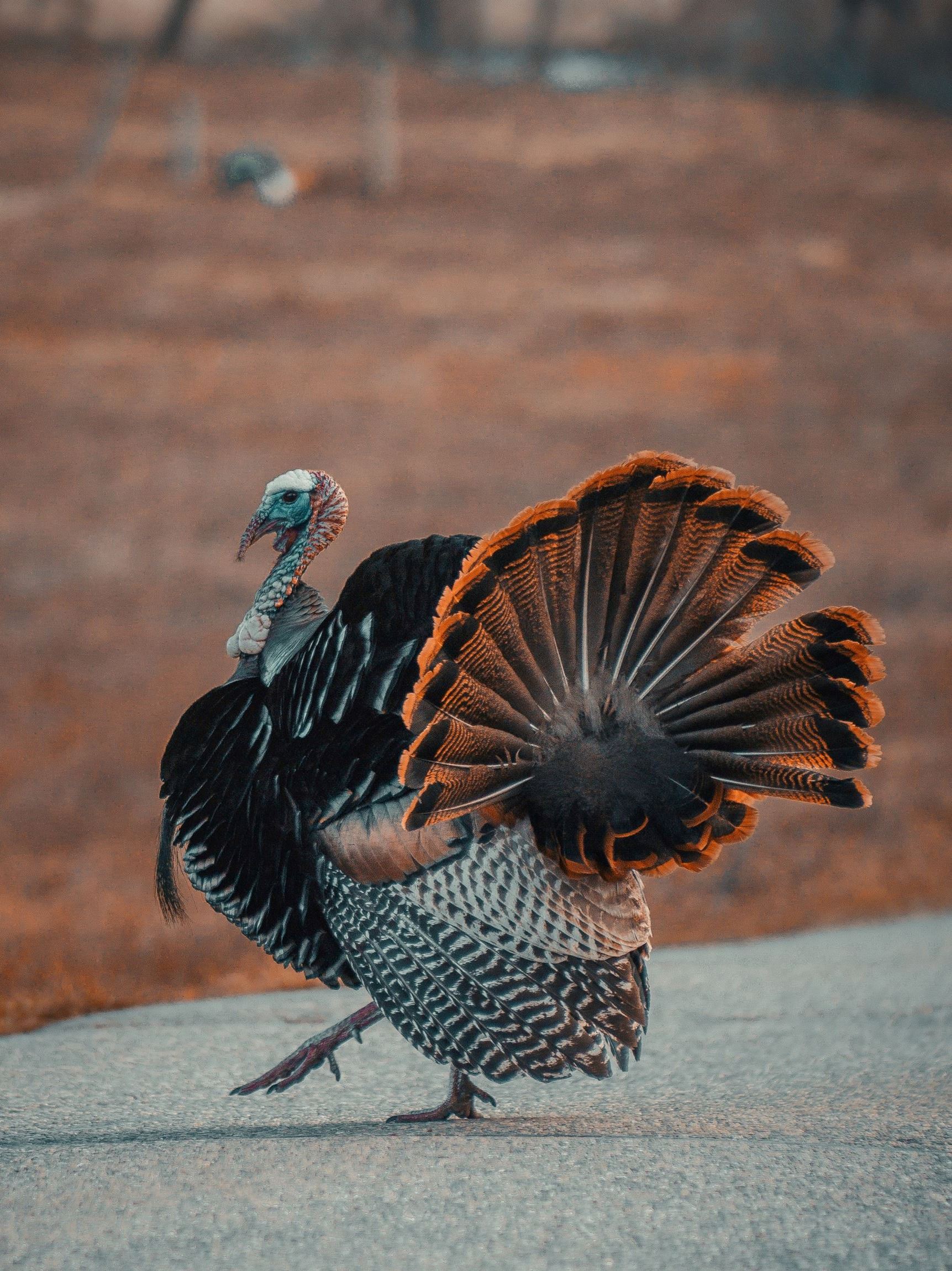 chris-henry-ulTPxacm19o-unsplash