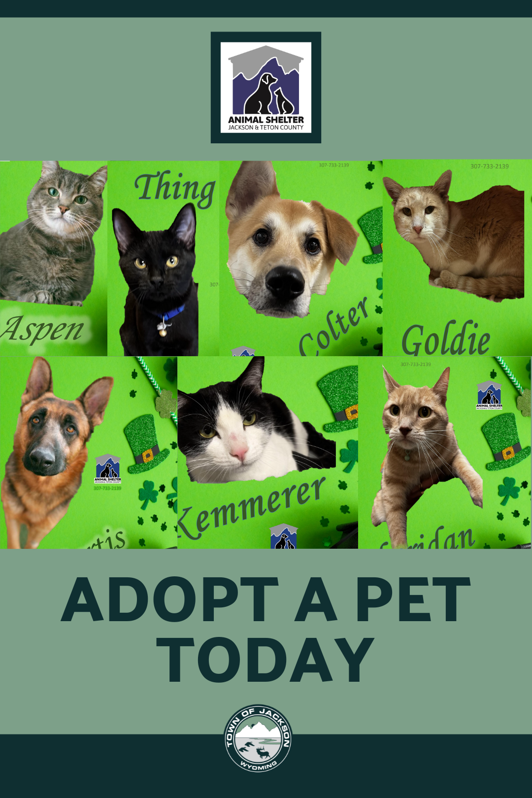 Animal Shelter News Flash St. Patricks